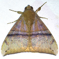 Neophisma tropicalis