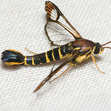 Synanthedon nielseni