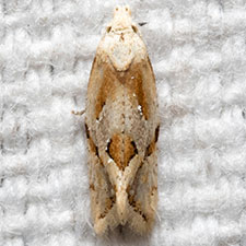 Aethes olibra
