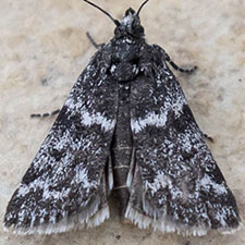 Orenaia arcticalis