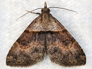 Nychioptera basipallida