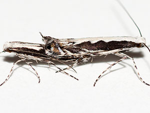 Micrurapteryx occulta