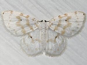 Hydrelia albifera