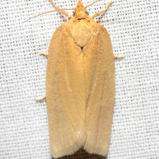 Clepsis clemensiana