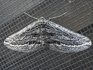 Chesiadodes morosata