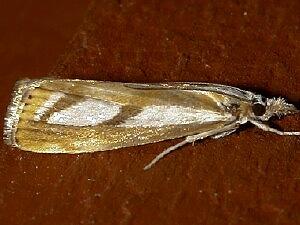 Catoptria latiradiellus