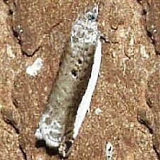 Ancylis albacostana