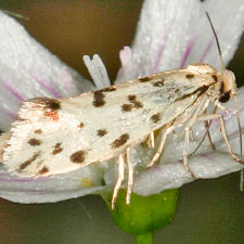 Greya punctiferella