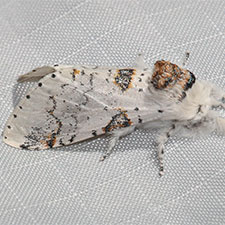 Furcula nivea