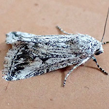 Leucocnemis variabilis