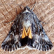 Sympistis mirificalis