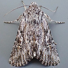 Trichocerapoda strigata