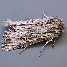 Trichocerapoda strigata