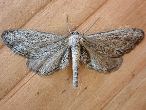 Glaucina denticularia
