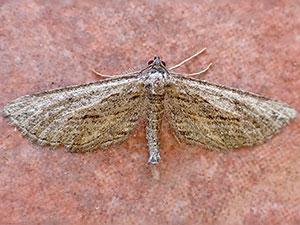 Hulstina nevadaria