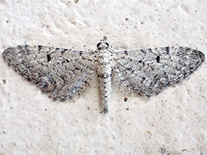 Eupithecia coconinoensis
