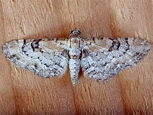 Eupithecia johnstoni