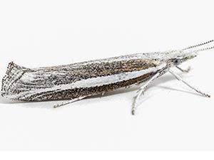 Ypsolopha leptaula