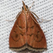 Oenobotys texanalis