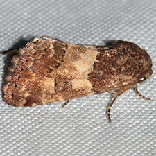 Schinia brunnea