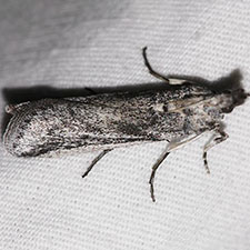 Rumatha jacumba