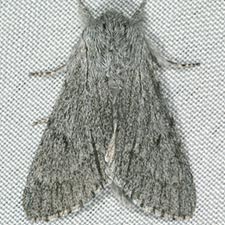 Acronicta cyanescens