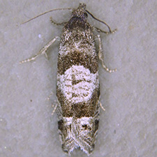 Eucosma modernana