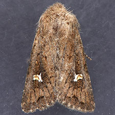 Tricholita fistula