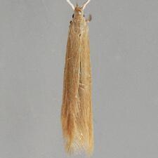 Coleophora glaucicolella