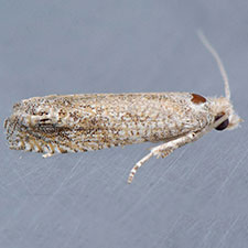 Pelochrista comatulana