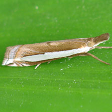 Crambus occidentalis