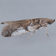 Amyelois transitella