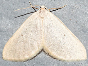 Knudsonia lathraeata