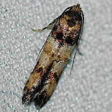 Walshia miscecolorella