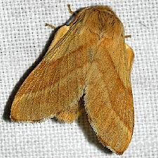 Malacosoma californica