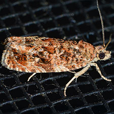 Olethreutes betulana