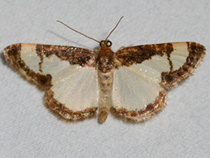 Heliomata scintillata