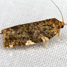 Archips goyerana