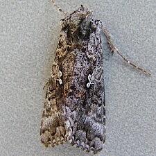 Syngrapha cryptica