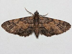 Eupithecia palpata
