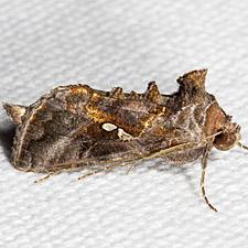 cabbage looper moth
