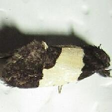 Kearfottia albifasciella