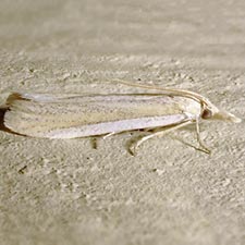 Coenochroa illibella