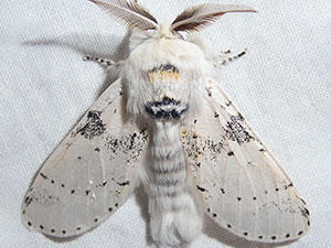 Furcula nivea