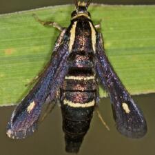 Carmenta anthracipennis