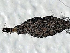 Phereoeca uterella
