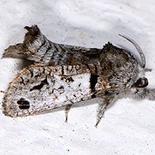 Inguromorpha texasensis