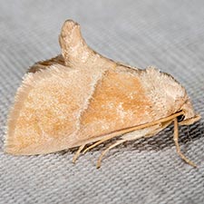 Apoda latomia