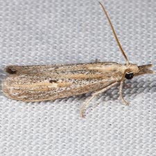 Coenochroa bipunctella