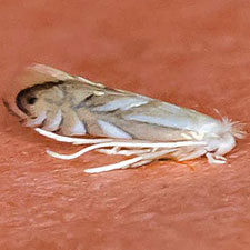 Phyllonorycter caryaealbella